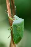 Nezara viridula