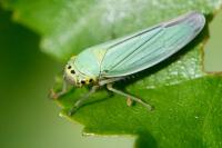 Cicadella viridis