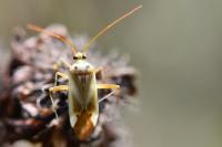 Adelphocoris lineolatus