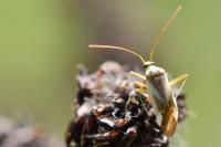 Adelphocoris lineolatus
