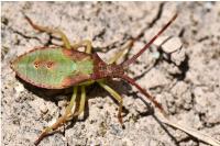Gonocerus acuteangulatus