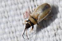 Oxycarenus pallens