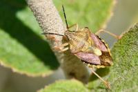 Carpocoris purpureipennis