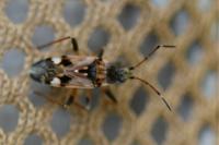 Beosus maritimus