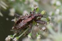 Himacerus apterus