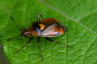 Deraeocoris ruber