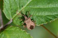 Coreus marginatus