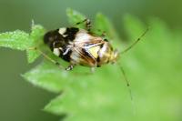 Liocoris tripustulatus