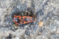 Pyrrhocoris apterus