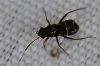 Pilophorus