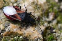 Oxycarenus lavaterae