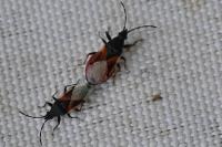 Oxycarenus lavaterae