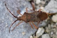 Gonocerus acuteangulatus