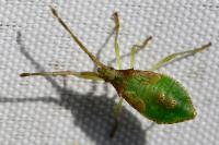 Gonocerus acuteangulatus