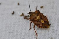 Carpocoris purpureipennis