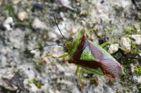 Acanthosoma haemorrhoidale