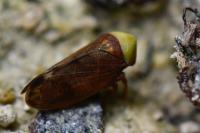 Pediopsis tiliae