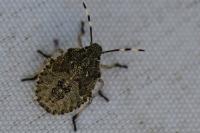 Rhaphigaster nebulosa