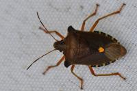 Pentatoma rufipes