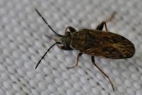 Peritrechus gracilicornis