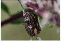 Eurygaster testudinaria