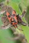 Corizus hyoscyami
