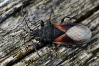Oxycarenus lavaterae