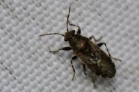 Heterogaster urticae