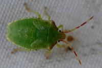Acanthosoma haemorrhoidale