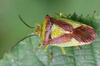 Acanthosoma haemorrhoidale