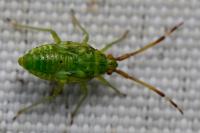 Pantilius tunicatus