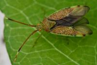 Pantilius tunicatus