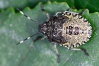 Rhaphigaster nebulosa