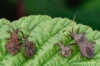 Coreus marginatus