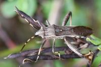 Camptopus lateralis