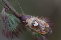 Lygus pratensis