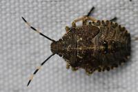 Rhaphigaster nebulosa