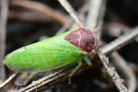 Iassus scutellaris