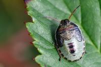 Piezodorus lituratus