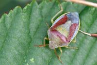 Piezodorus lituratus