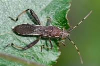 Camptopus lateralis