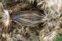 Aelia acuminata