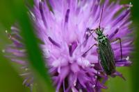 Oncotylus viridiflavus
