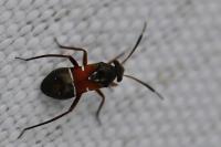 Pilophorus cinnamopterus