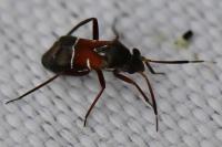 Pilophorus cinnamopterus