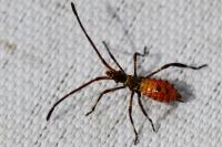 Leptoglossus occidentalis