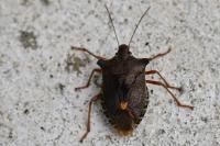 Pentatoma rufipes