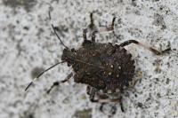 Halyomorpha halys