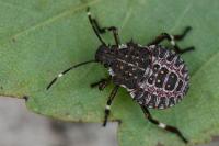 Halyomorpha halys