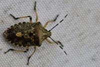 Rhaphigaster nebulosa